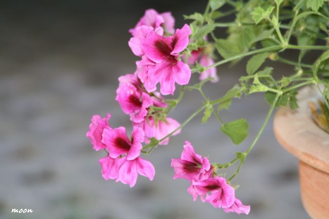 engleska pelargonija